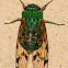 Emerald Cicada