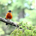 American Robin