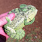 Chameleon  זִיקִית יָם-תִּיכוֹנִית‏, נקראה בעבר גם זיקית מובהקת או זיקית מצויה