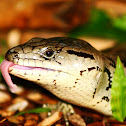 Pink Tounged Skink