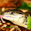 Pink Tounged Skink