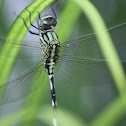 Slender skimmer