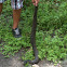 Plain belly water snake