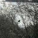Petirrojo europeo (es), European Robin (uk)