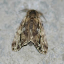 Moth
