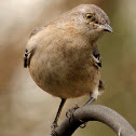 Northern mockingbird