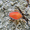 shield bug nymph