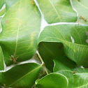Green Weaver Ant