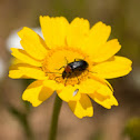 darkling beetle