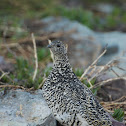 White-tailed Ptarmigan