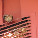 Eurasian Tree Sparrow