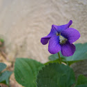 Blue Violet