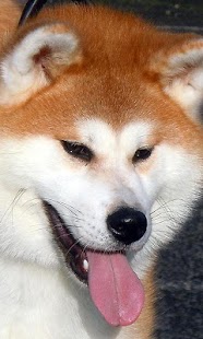 How to mod AkitaInu Wallpapers 1.0 mod apk for android