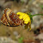 Great Spangled Fritillary