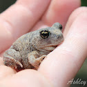 Hurter's Spadefoot