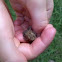 Eastern American Toad