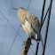Heron