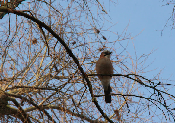 Spotting Image 1