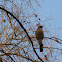 Gaai (Garrulus glandarius)