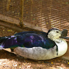 Comb Duck