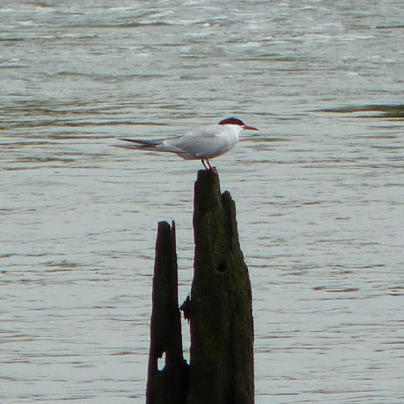 Spotting Image 1