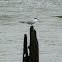 Common Tern