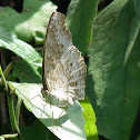 Grey Pansy
