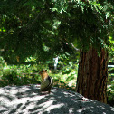 Golden-Mantled Ground Squirrel