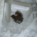 Grey Squirrel