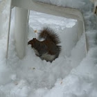 Grey Squirrel