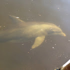 Atlantic Bottlenose