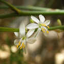 Madonna Lily