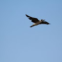 Bridled Tern