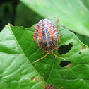 Stink Bug Nymph