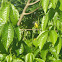 Common Tody Flycatcher