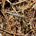 Juvenile mantid