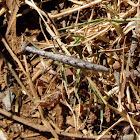 Juvenile mantid