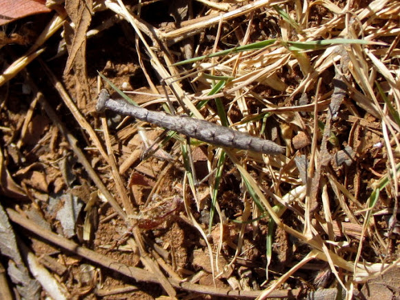 Spotting Image 1