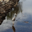 White-Faced Heron