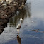 White-Faced Heron
