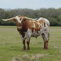 Texas Longhorn