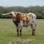 Texas Longhorn
