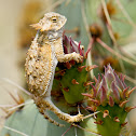 Desert Horned Lizard