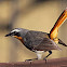 Cape Robin-Chat