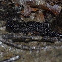 Northern Slimy Salamander