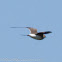Collared Pratincole; Canastera