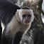 White-faced Capuchin