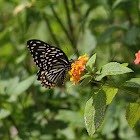 Common Mime