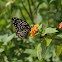 Common Mime