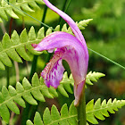 Dragon's Mouth Orchid